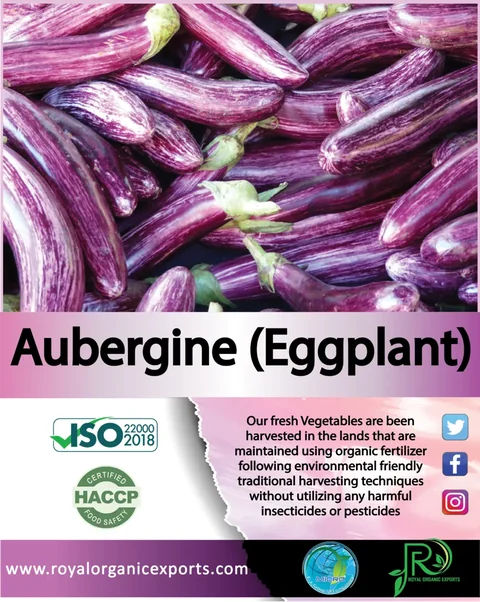 Aubergine information artwork for Royal Organic Exports